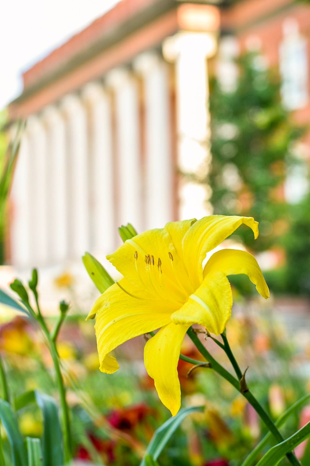 Bright yellow daylily blooming in front of a classical columned building.