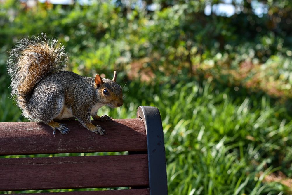 Gray squirrel perched on a wooden park bench with bushy tail raised.