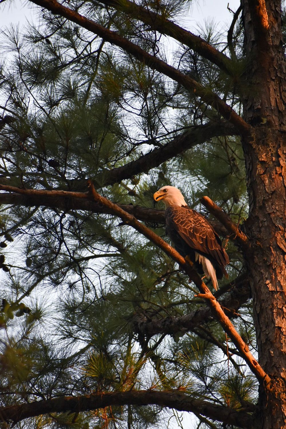 Bald eagle perched on a pine tree branch during golden hour.