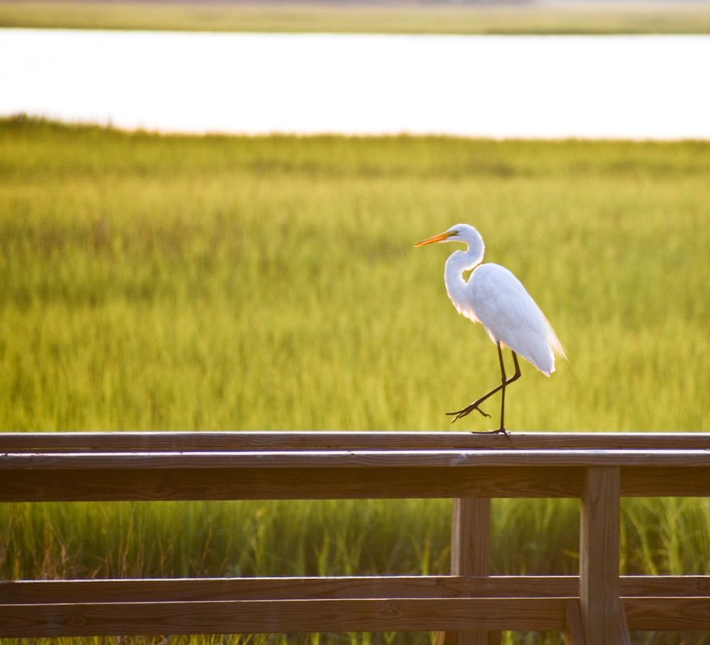 A white egret stands gracefully on a wooden railing overlooking a golden marsh landscape.