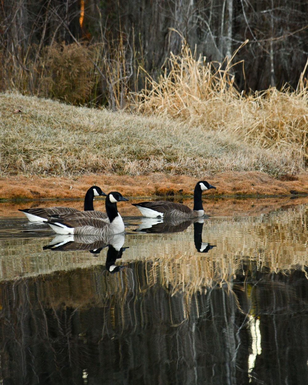 Three Canadian geese swimming in calm water with perfect reflections.