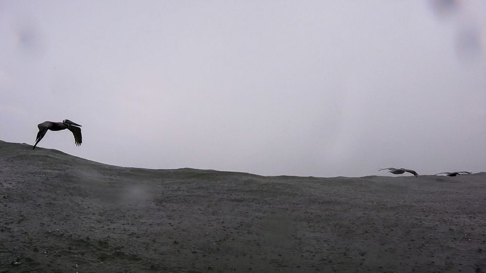 Birds silhouetted against a misty gray sky flying over a dark hillside.
