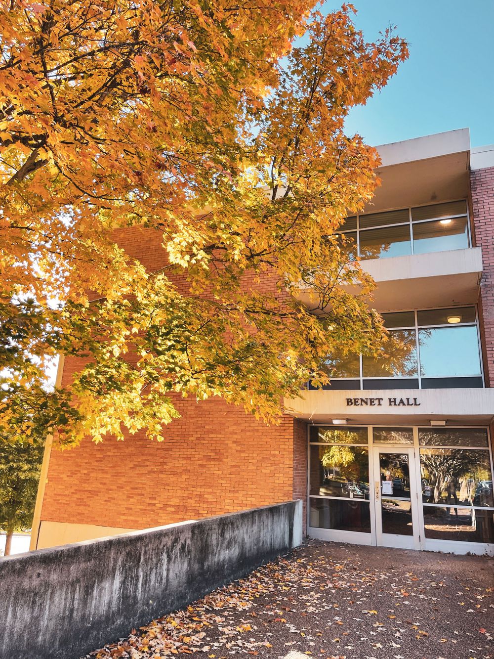 Brick university building framed by vibrant autumn maple trees with golden foliage.