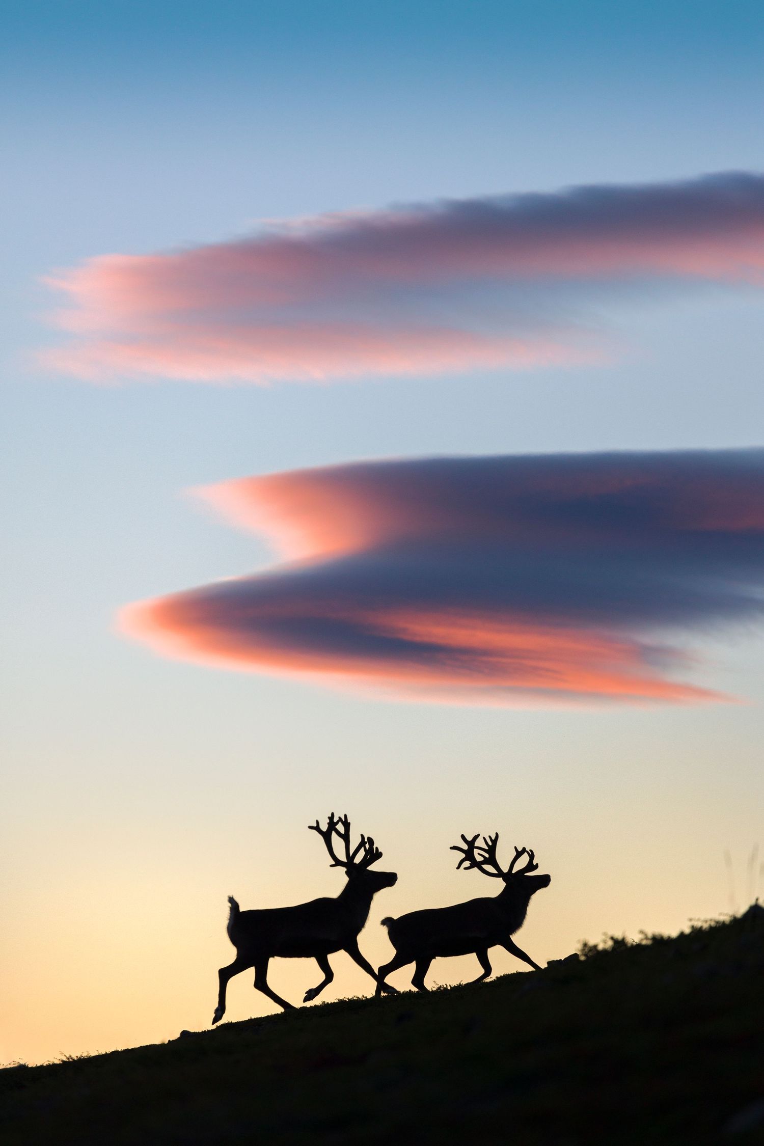 Silhouettes of two reindeer walking at sunset beneath dramatic pink lenticular clouds in a twilight sky.
