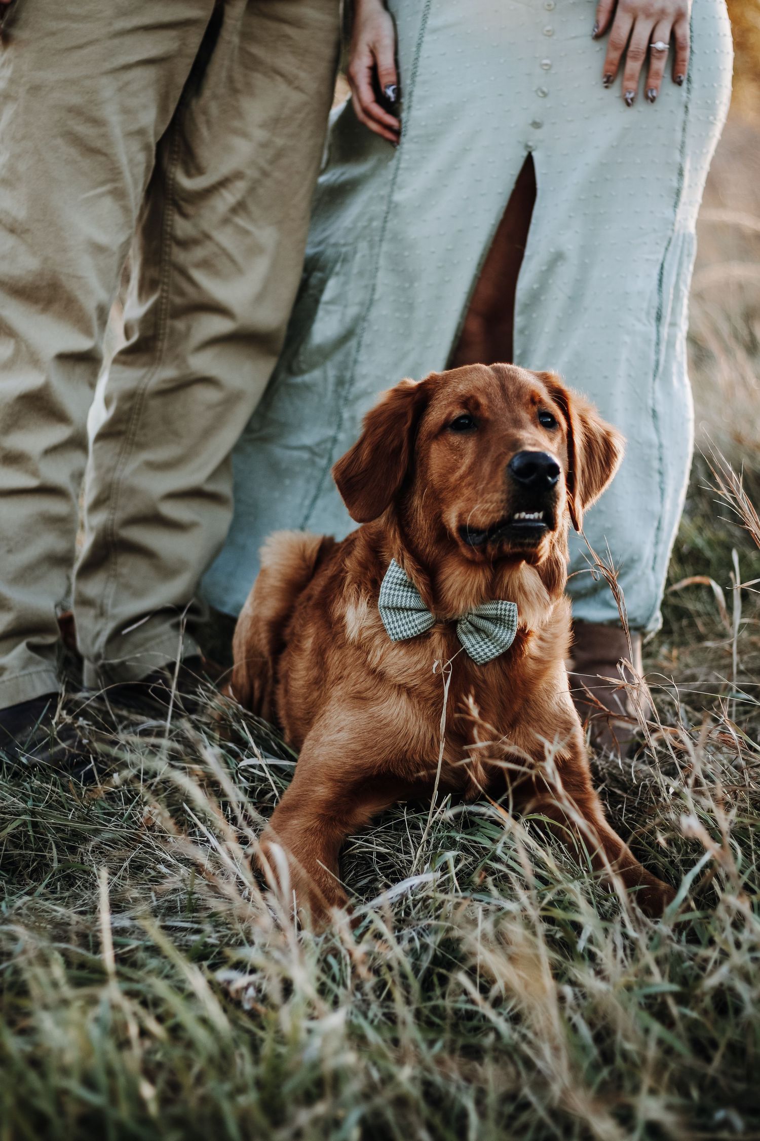 A brown retriever dog lies in tall grass while people stand nearby in casual attire.