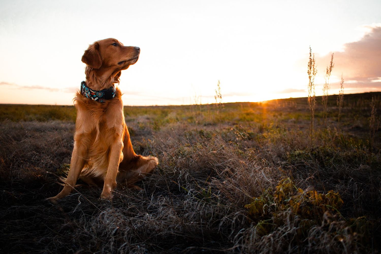 golden retriever modeling dog accessories