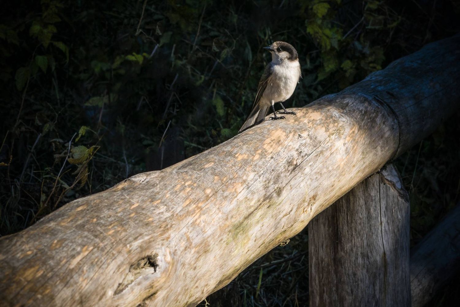 Small bird perches on weathered driftwood log in natural setting.