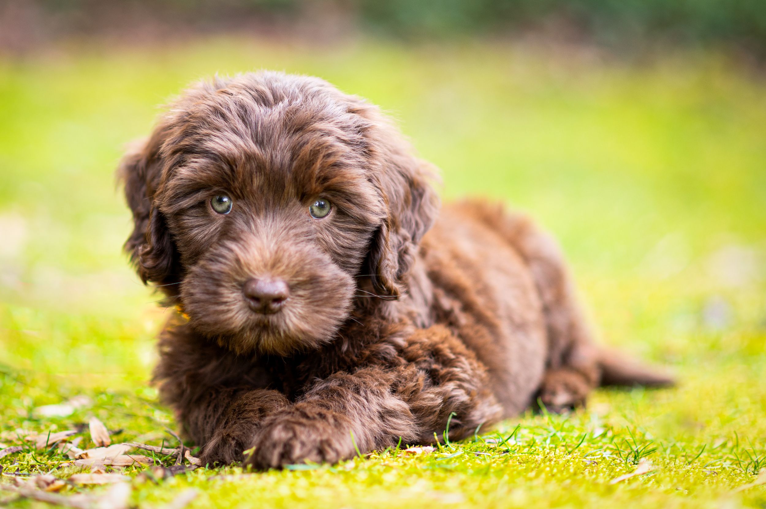 a 7-week-old chocolate Labradoodle sits quietly on the grass during his puppy photo session.