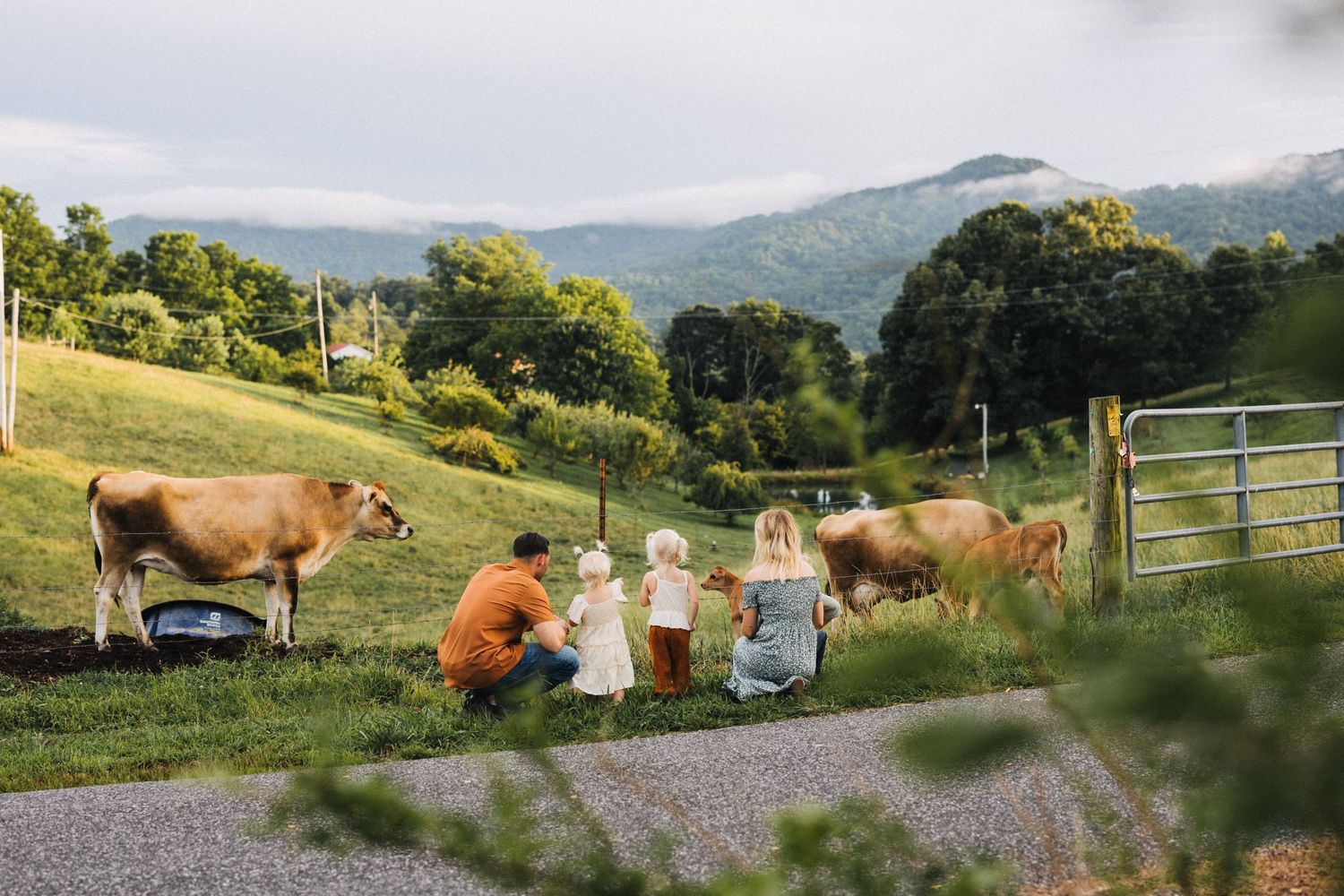 Family on their farm with cows in Asheville NC getting some family photos done.