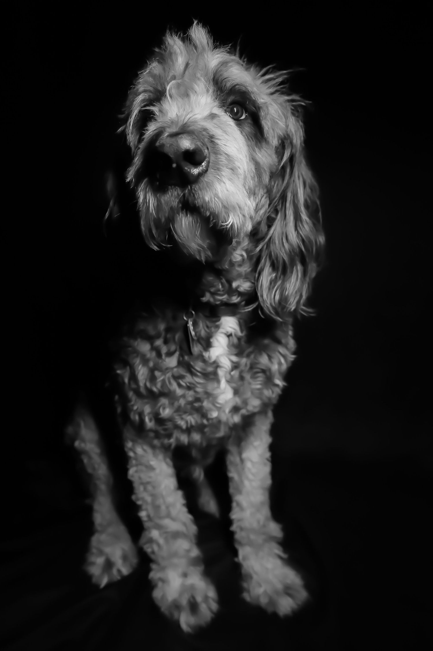 Black and white portrait of a scruffy terrier dog with fluffy fur against dark background.