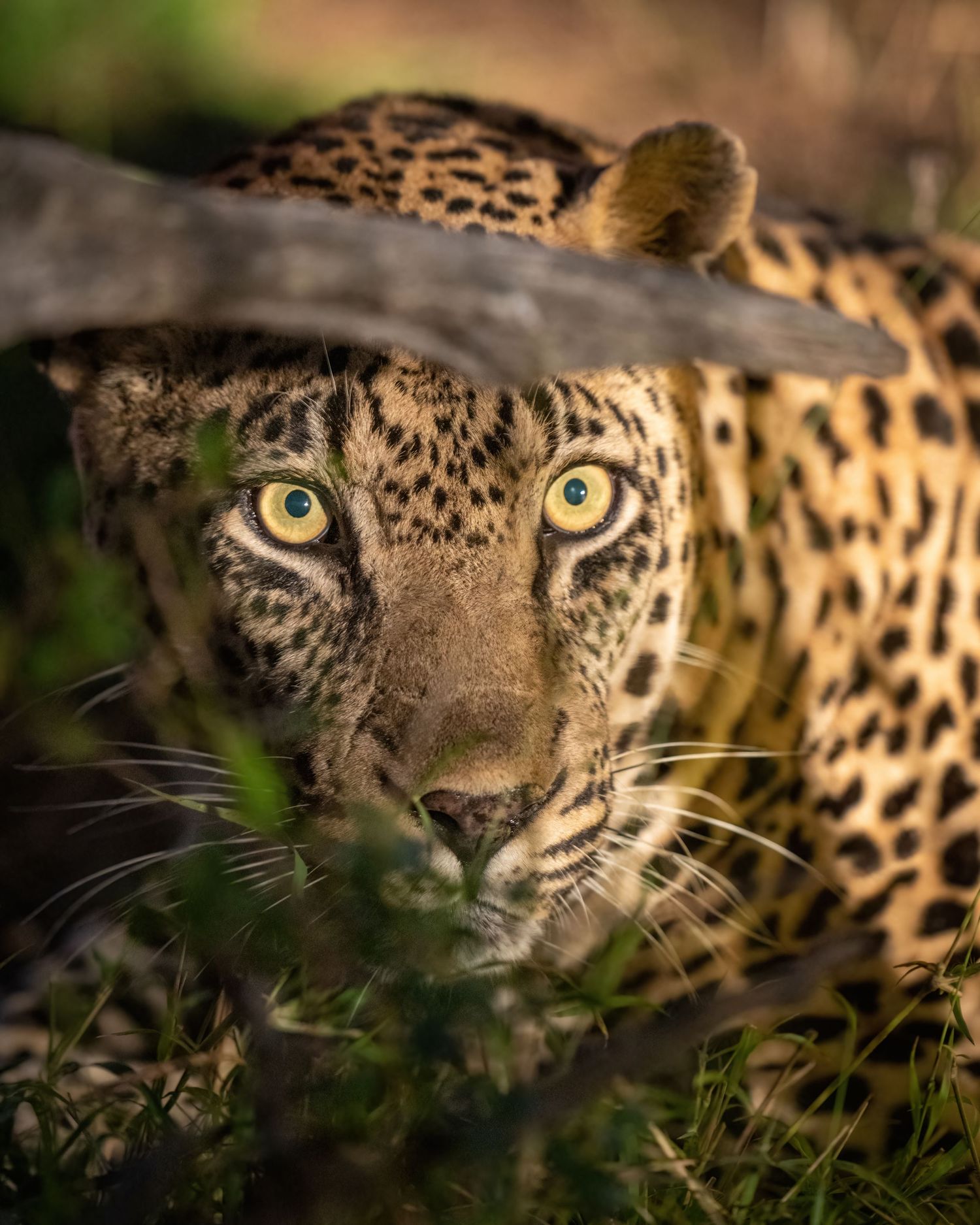 Close-up of leopard's intense yellow eyes and spotted face through foliage.