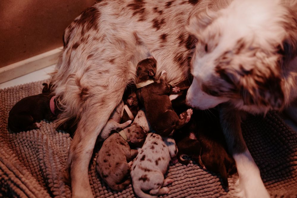 Australian shepherd nursing a litter of spotted puppies on carpet.