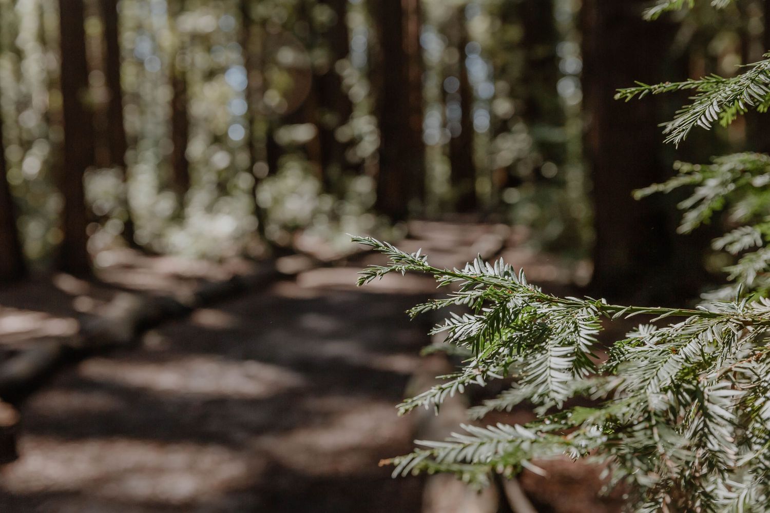 Redwood Tree Photo Shoot Portrait Session photography location Oakland bay area forrest california
