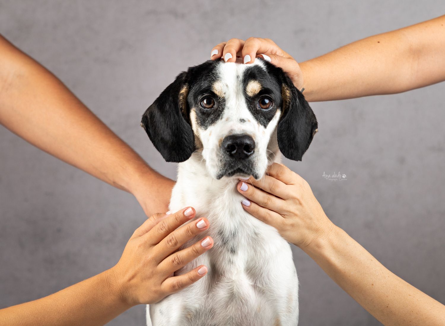 Fotografía canina profesional en exteriores