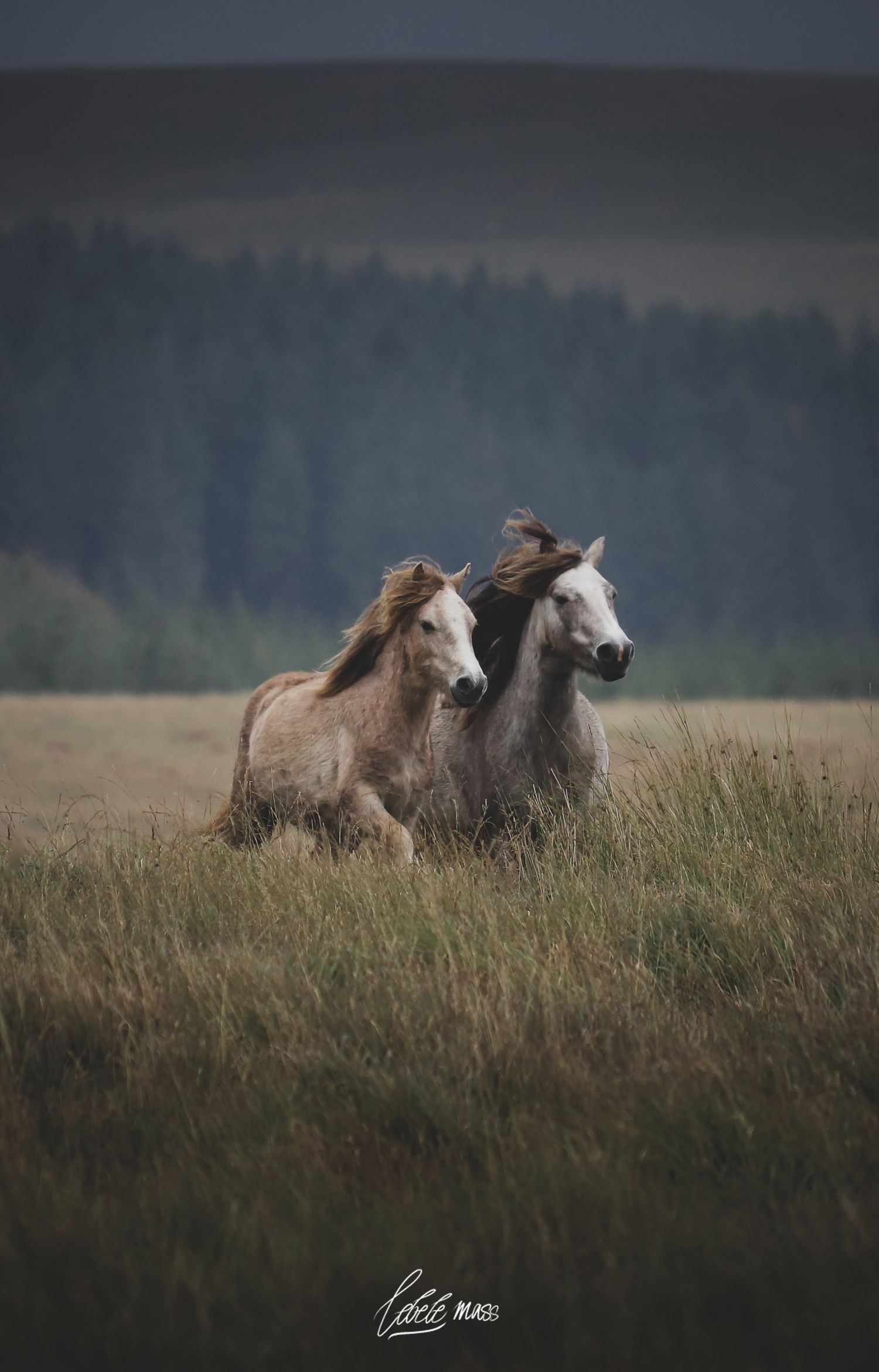 Wild Welsh Mountain Ponies at a gallop - photo by Boys in Bristol