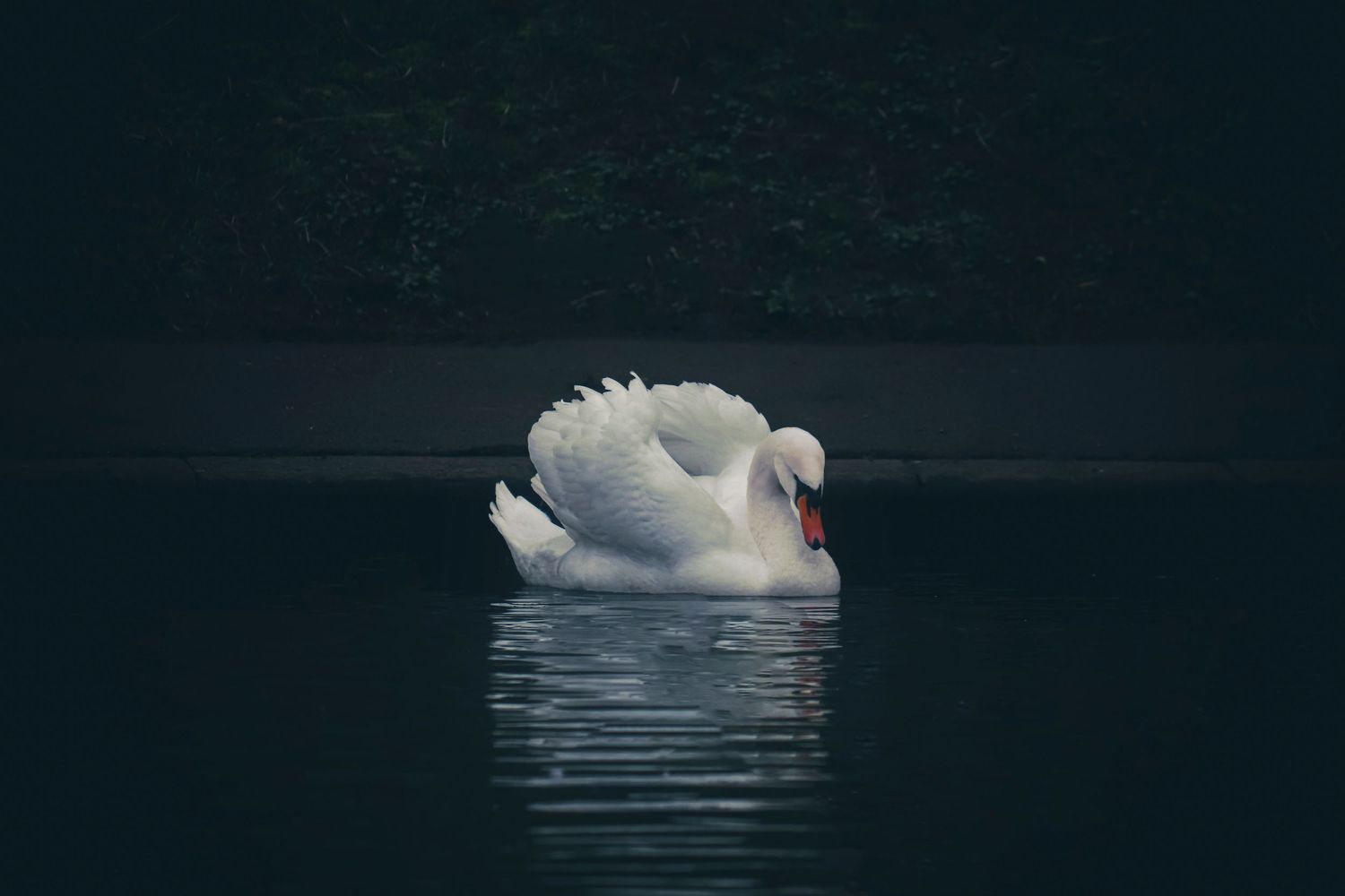Photography of majestic swan in Eastville Park by Boys in Bristol