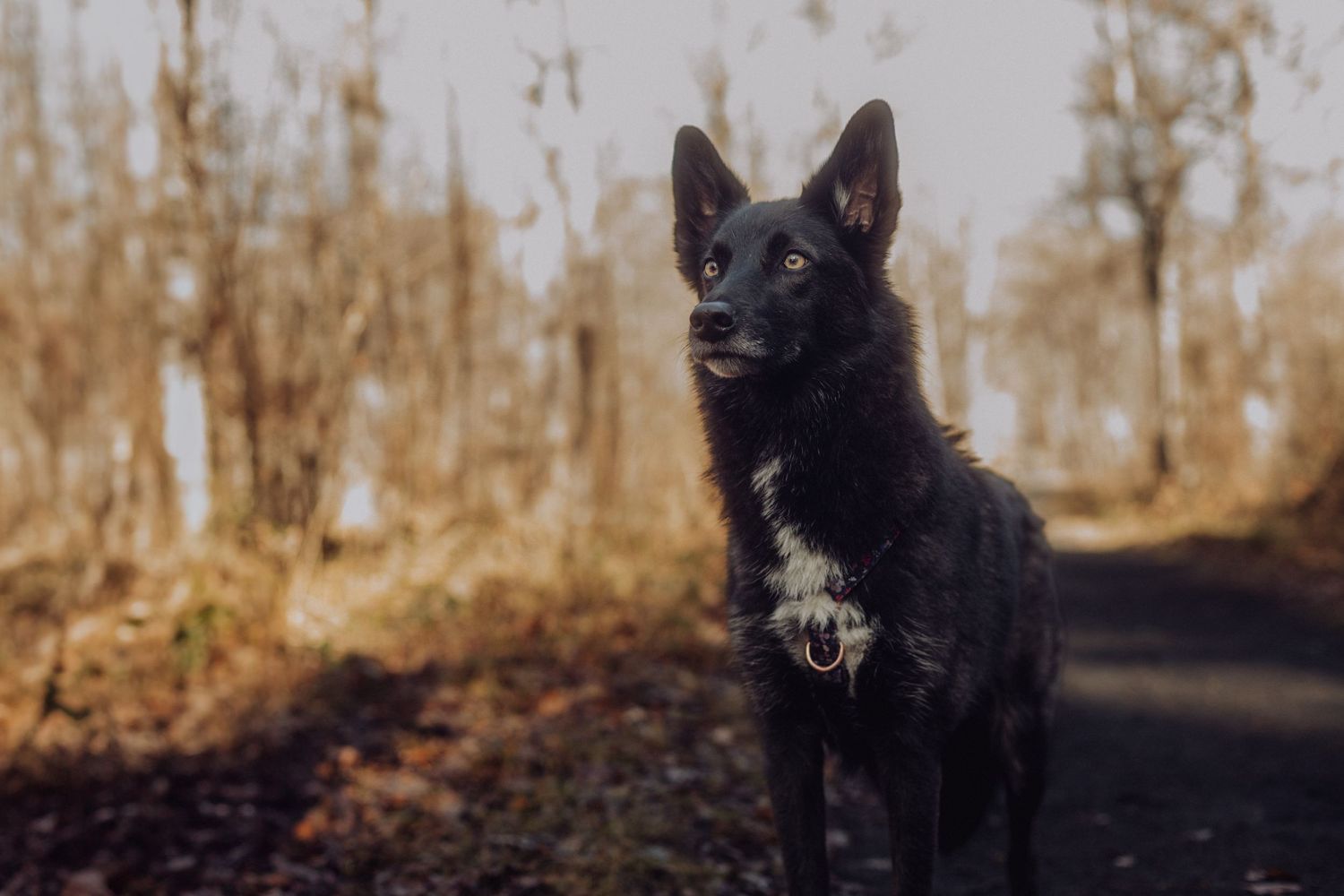 Séance photo chien en Auvergne Rhône-Alpes, en pleine nature, complicité entre le chien et son maître.