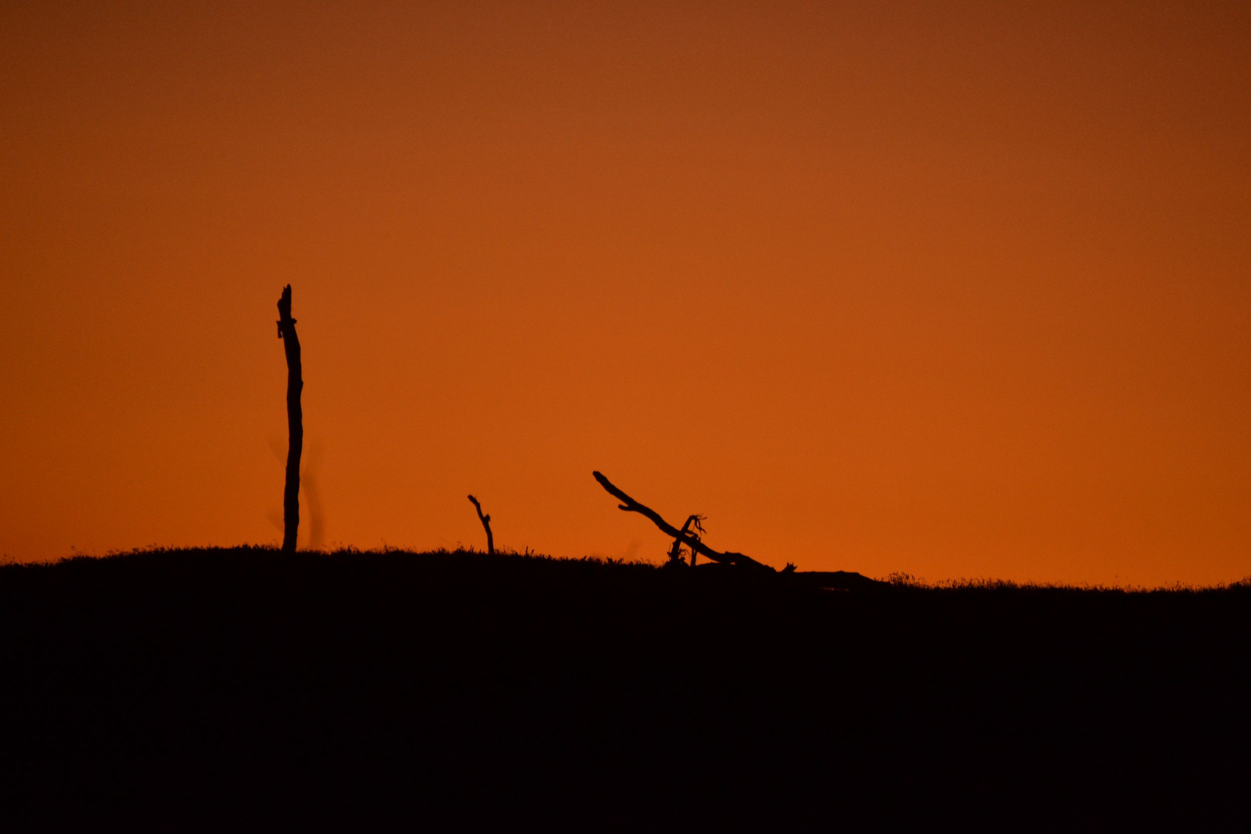 Bow Down! Orange Sunset with Sticks in Foreground. Lost Coast, CA