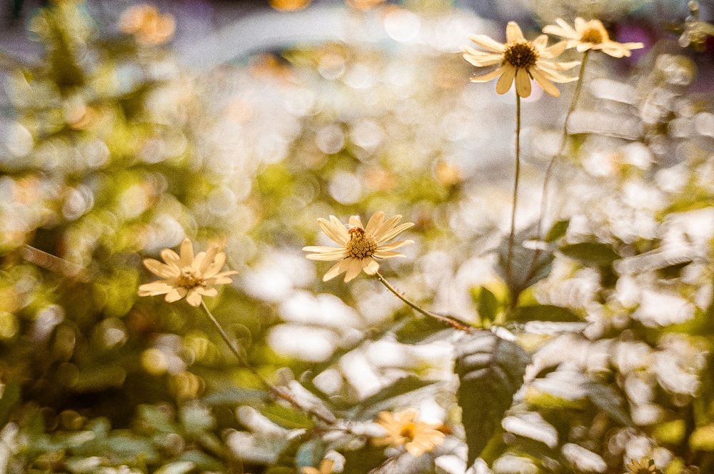 Yellow daisies bloom in soft focus with dreamy bokeh effect in garden setting.