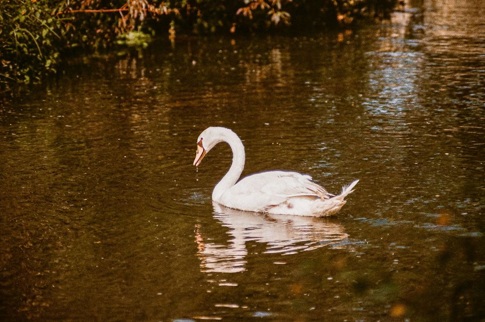 Graceful white swan gliding across calm autumn waters with golden reflections.