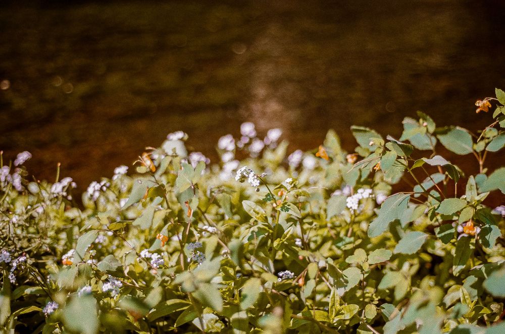 Delicate white wildflowers backlit by golden sunlight in natural garden setting.
