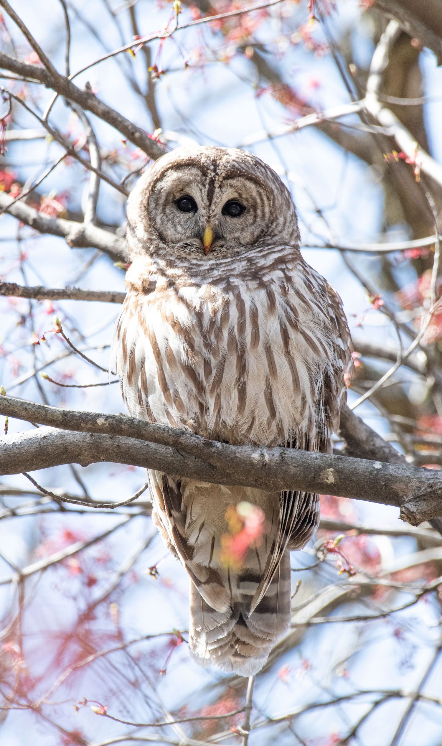 A barred owl perches on a tree branch with delicate pink spring blossoms in the background.