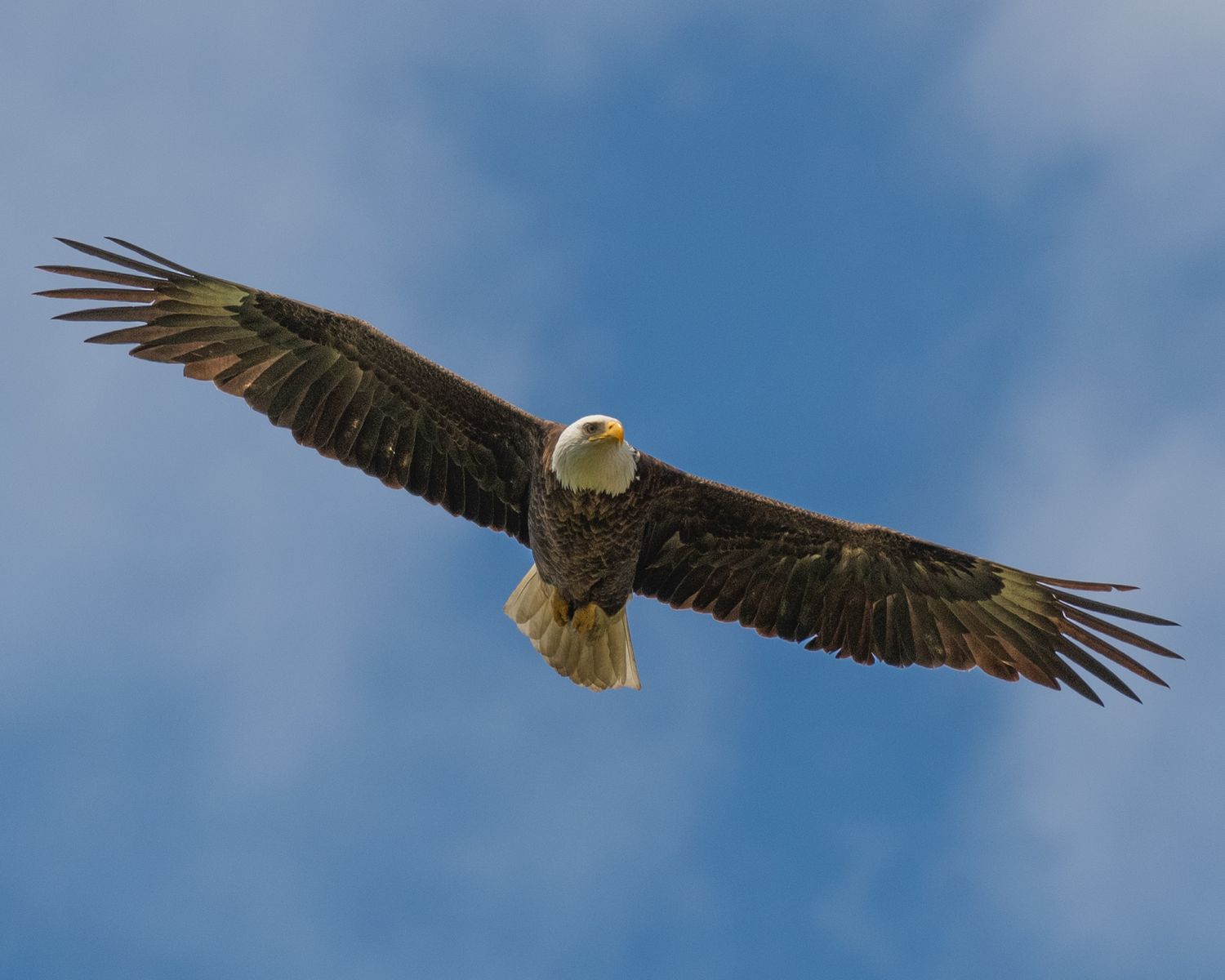 Majestic bald eagle soaring with wingspan fully extended against bright blue sky.