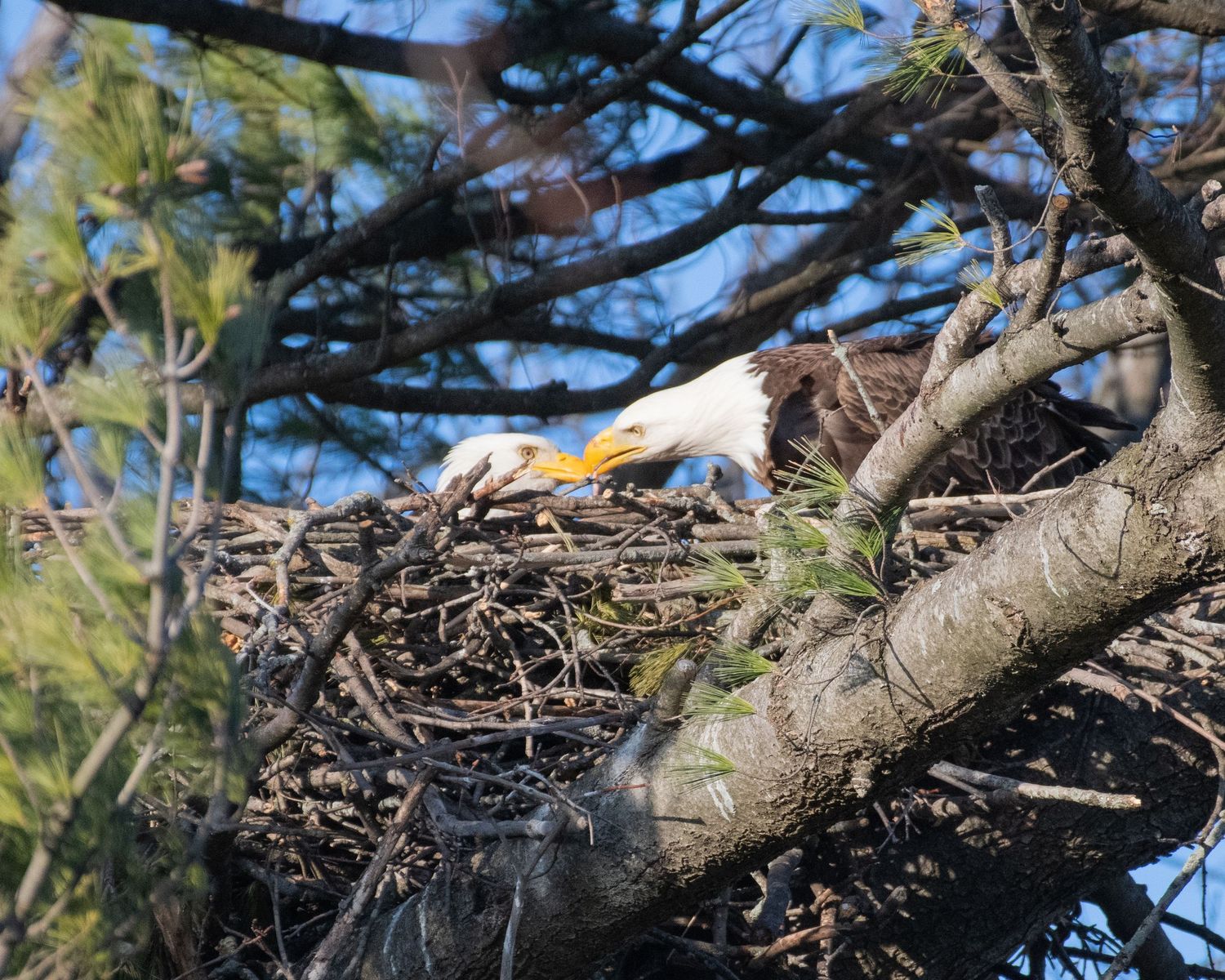 Adult bald eagle tending to its large nest built high in pine tree branches.