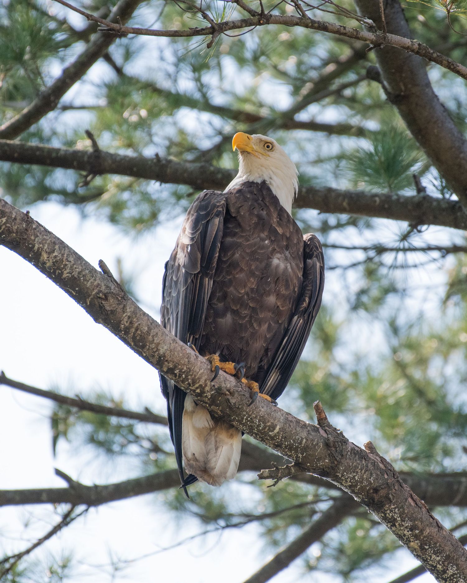 Bald eagle perched alertly on pine tree branch with brown feathers and distinctive white head.