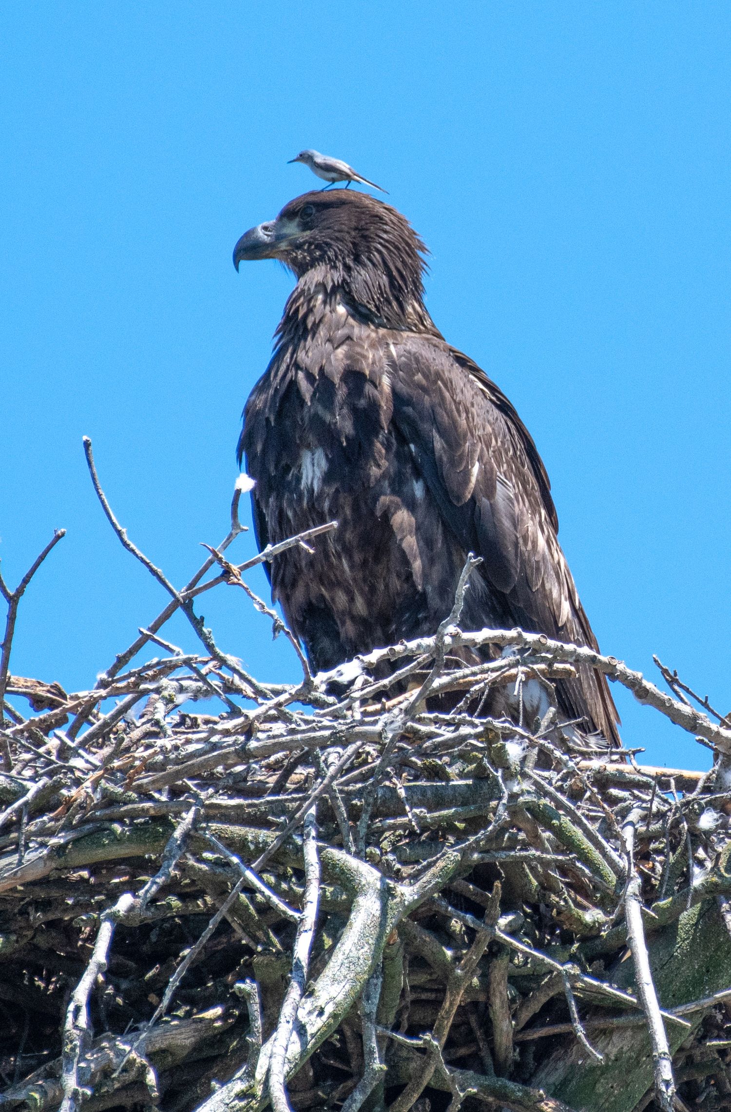 An eagle perched in a large nest made of sticks against a bright blue sky background.
