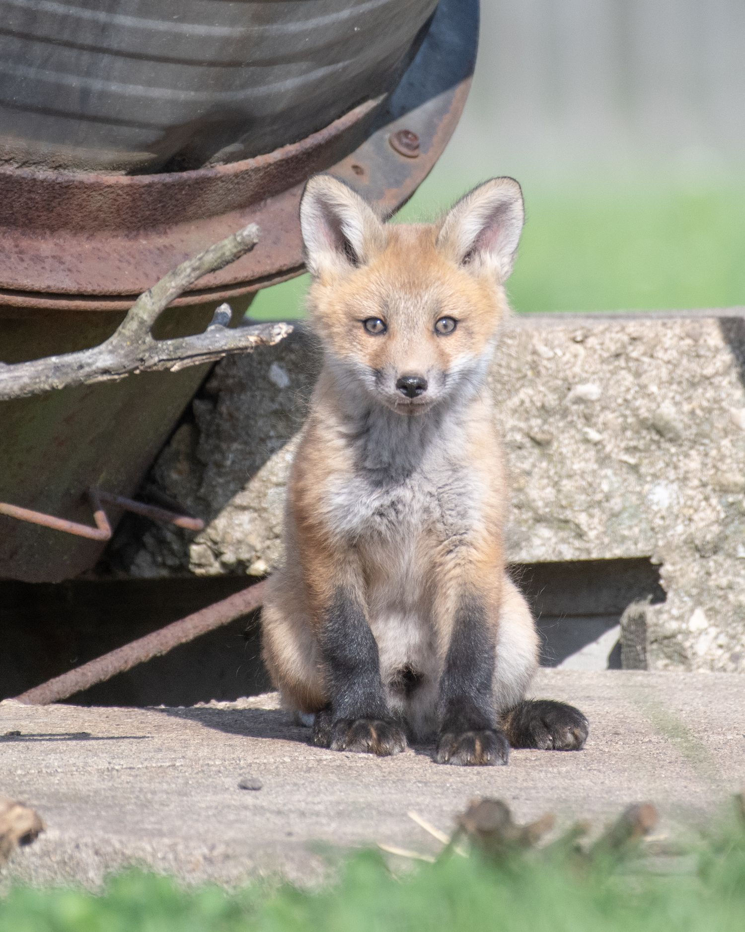 A young red fox kit peeking out from under a wooden structure.