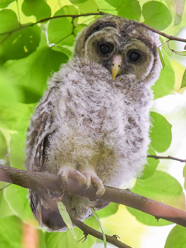 A close-up of a baby owl nestled among green leaves on a tree branch.