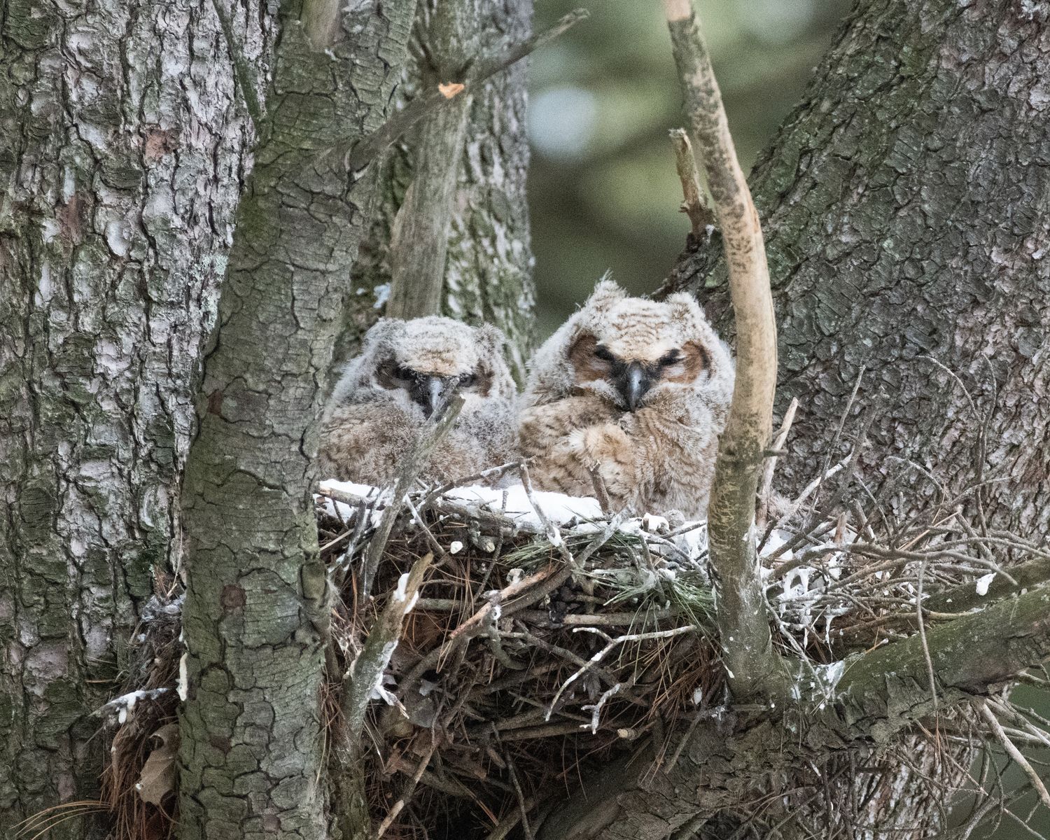 A pair of owlets visible in their nest within a tree cavity.