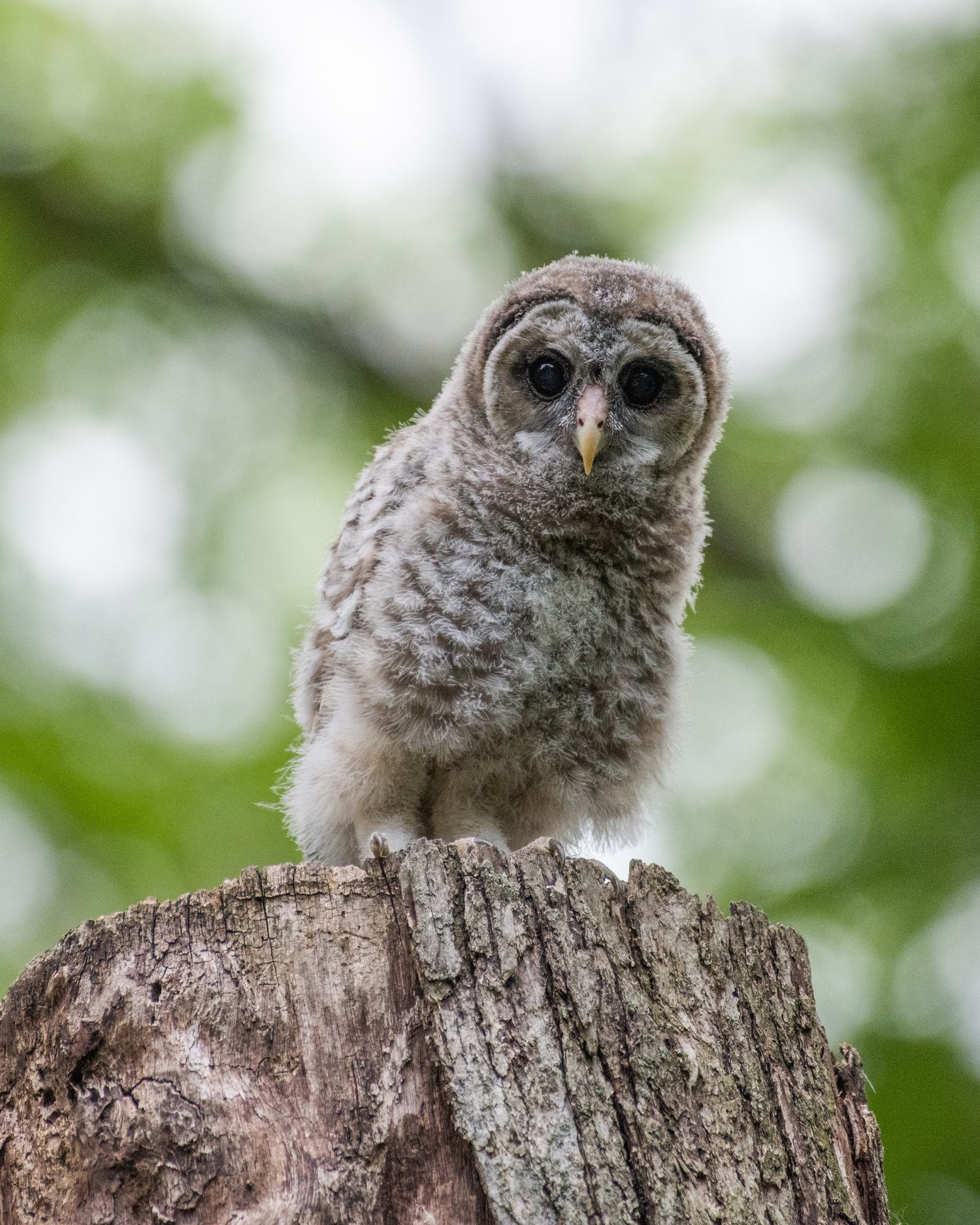 A young owl chick perched on a tree stump looking directly at the camera.