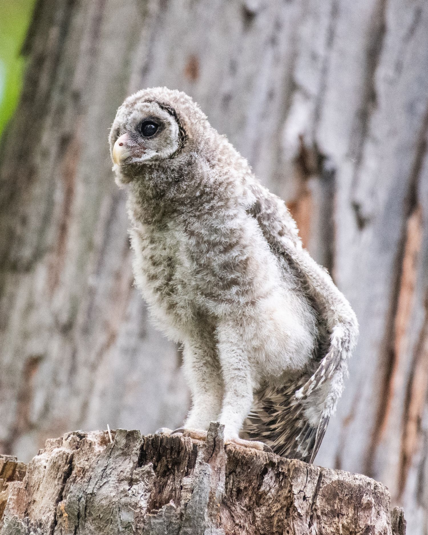 A fluffy baby barred owl sitting on a weathered tree trunk.