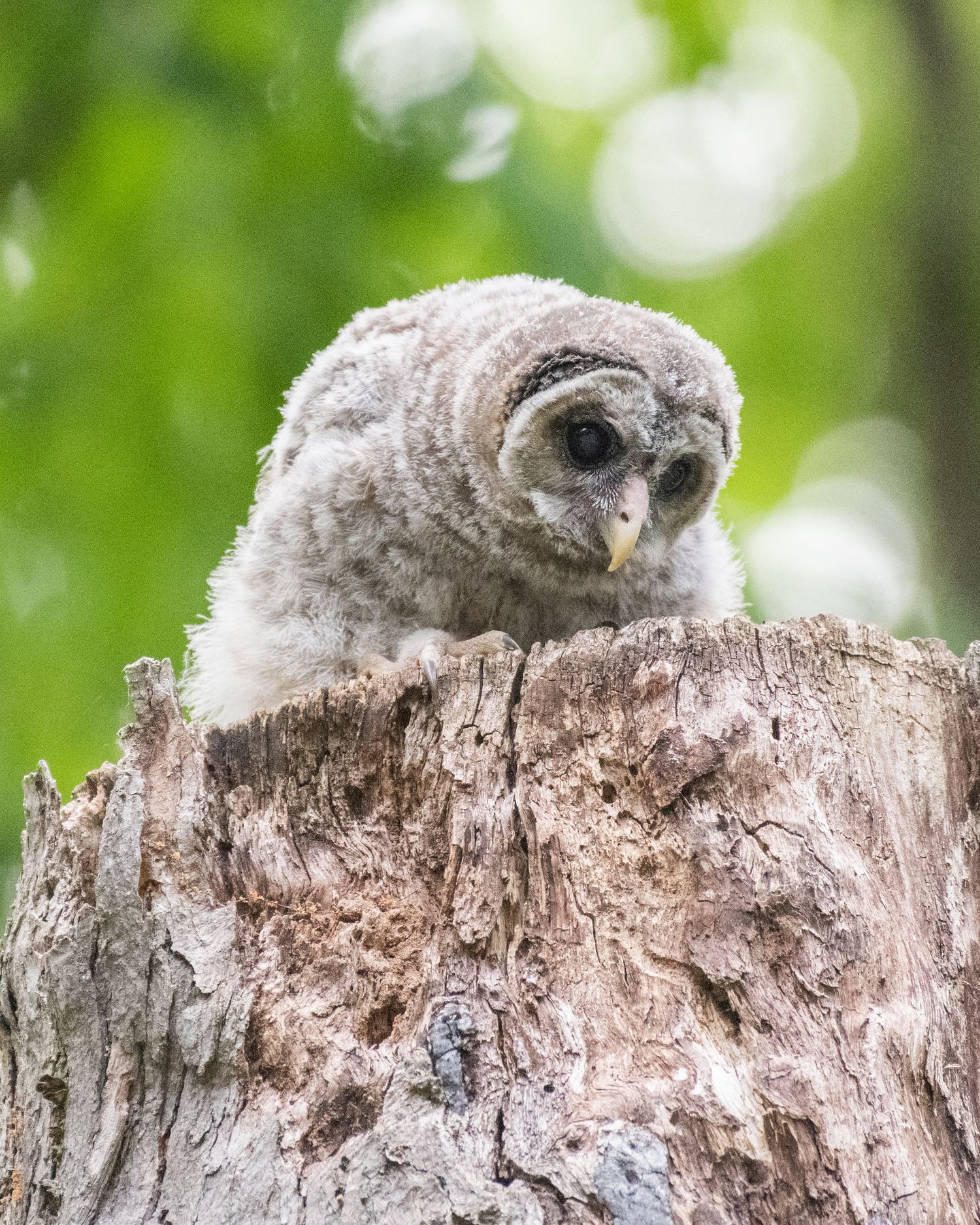 A baby owl perched on a decaying tree stump surrounded by green foliage.