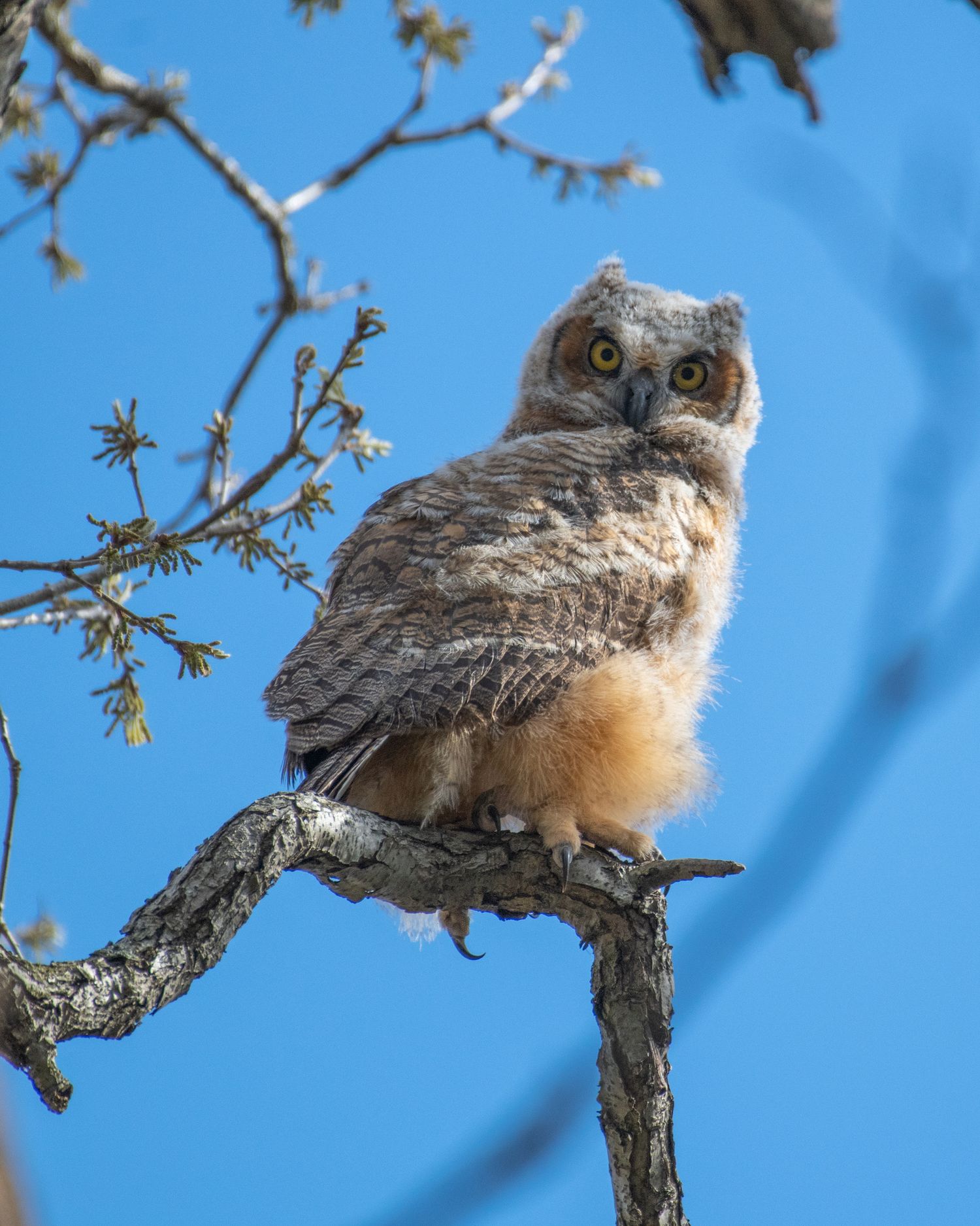 An owlet perched on a branch against a bright blue sky background.