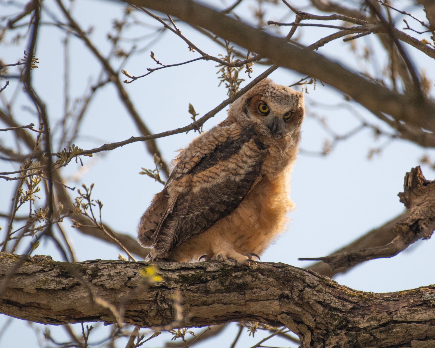 A young great horned owl perched among bare tree branches.