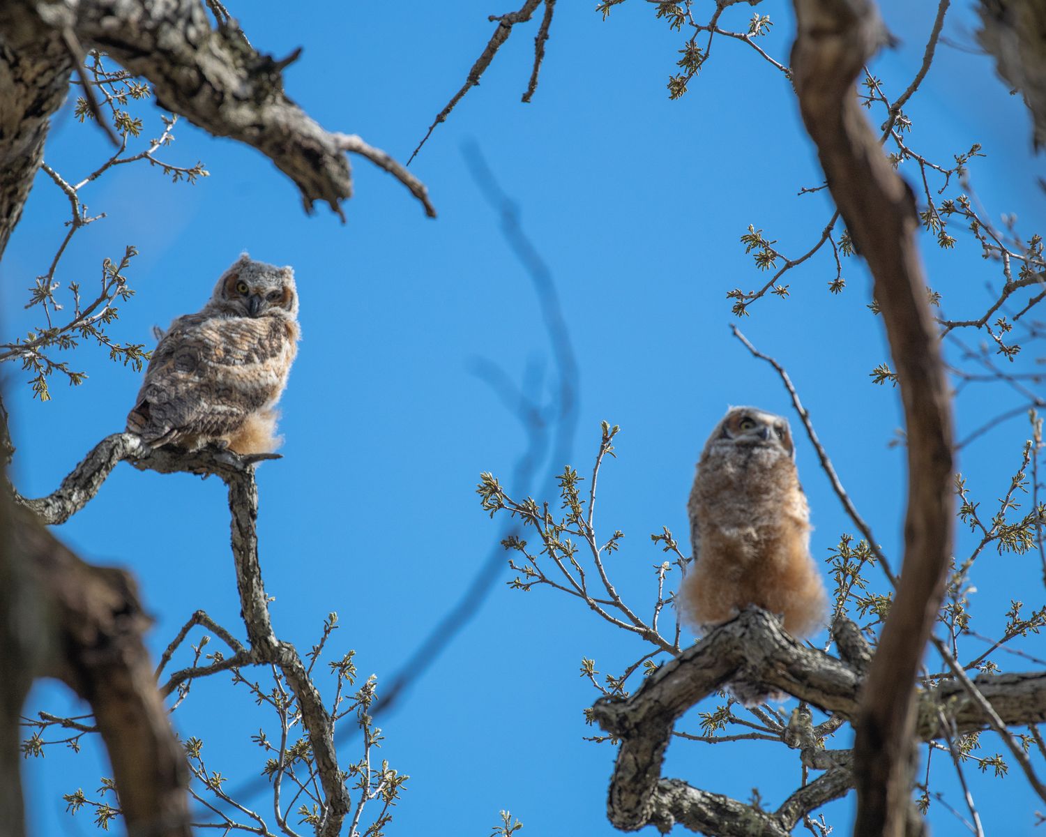 A small owl sitting among tree branches against a bright blue sky.
