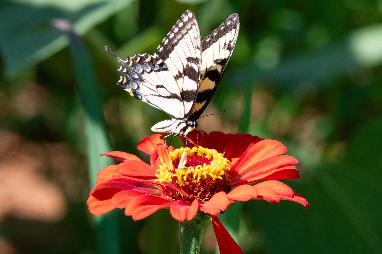 White butterfly perches delicately on bright red and orange zinnia flowers in a garden setting.