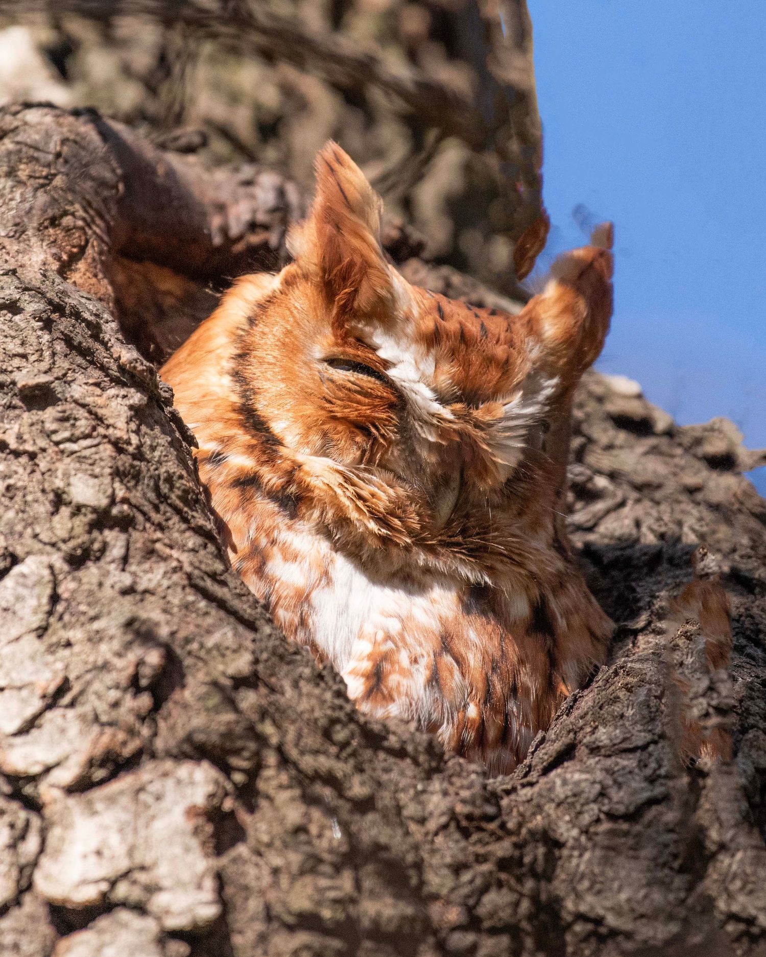 Eastern screech owl peeking out from behind tree bark with rusty colored feathers.
