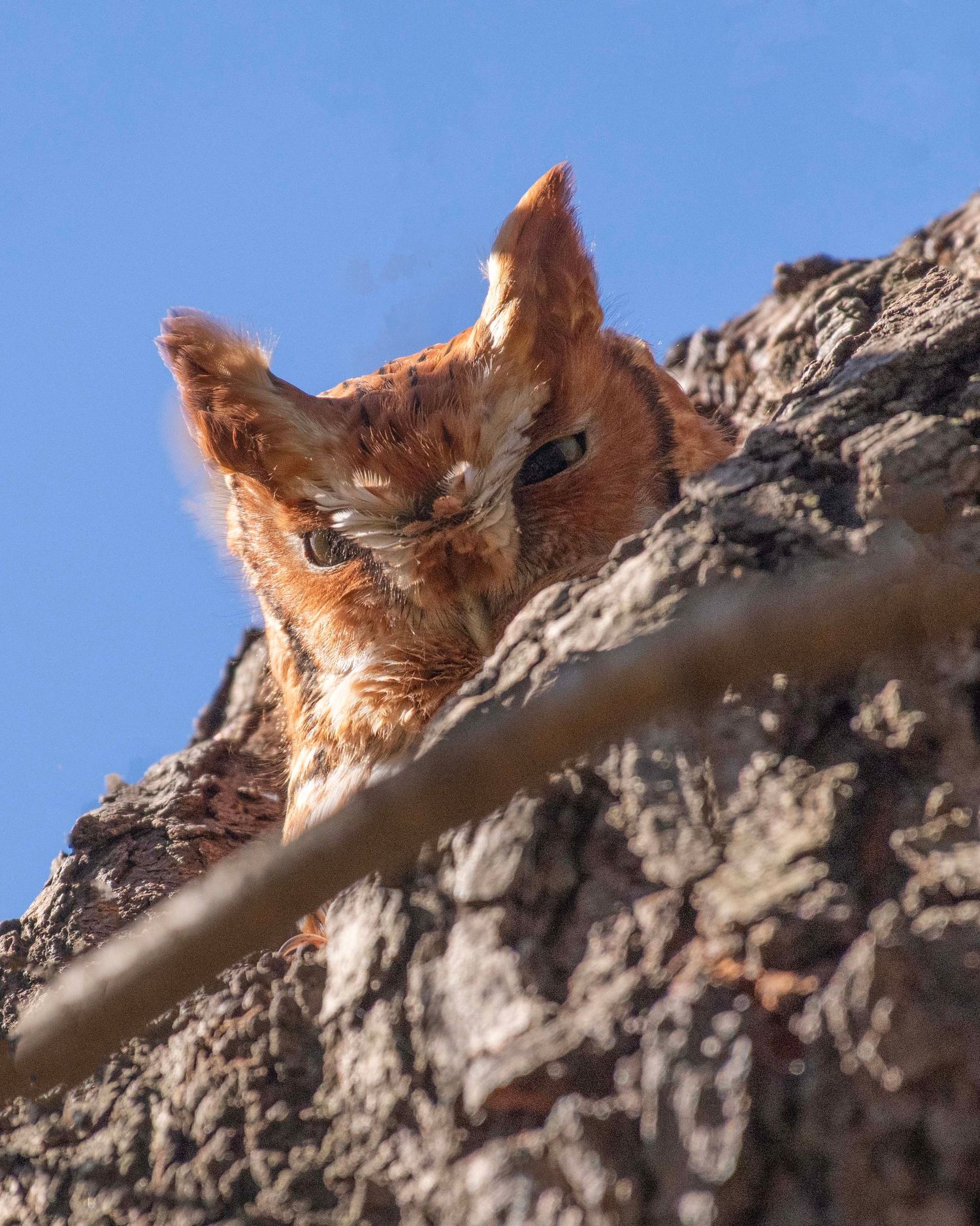 Eastern screech owl perched on textured tree bark against bright blue sky.