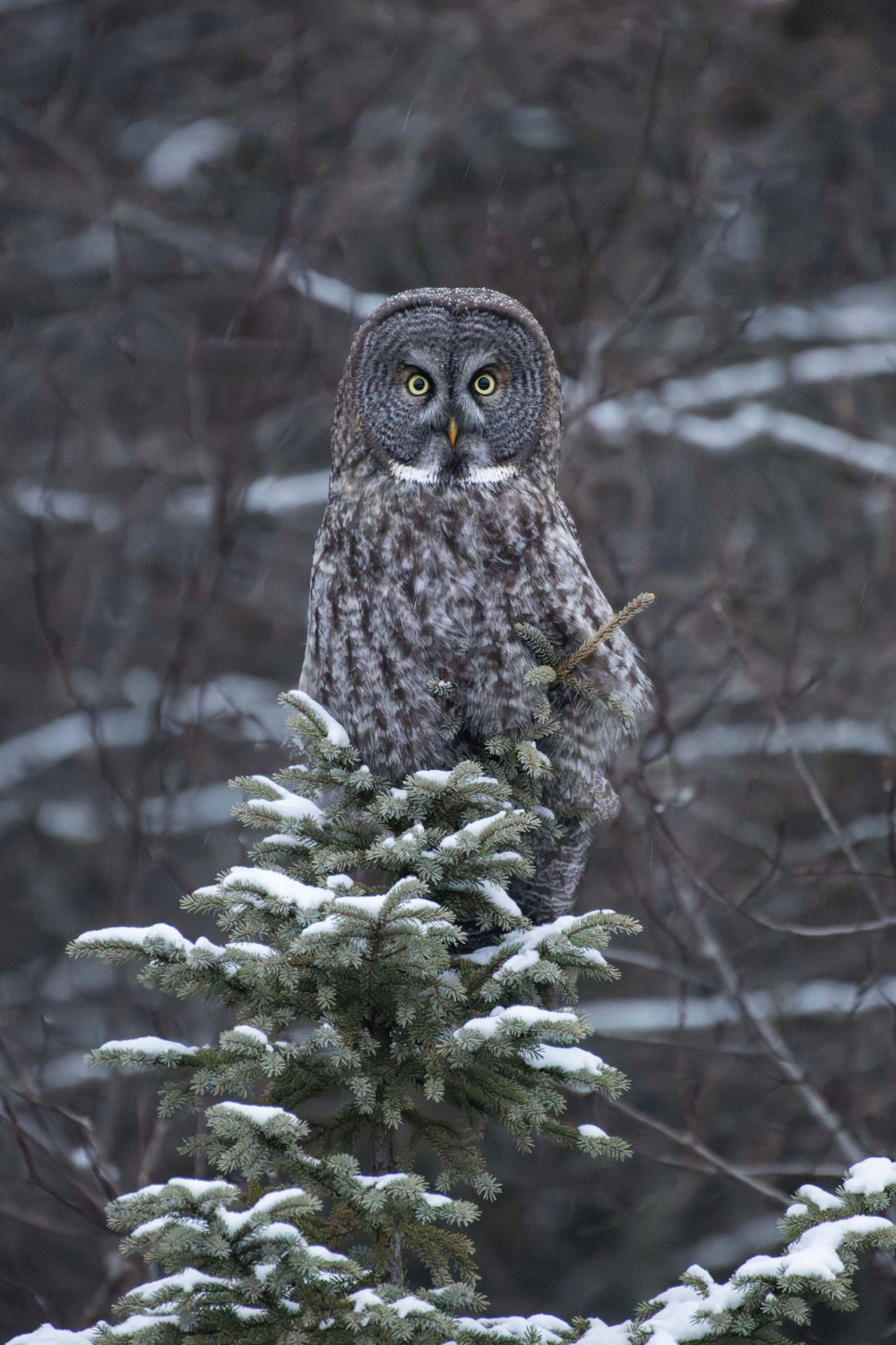 Great gray owl perched on snowy evergreen branch in winter forest setting.