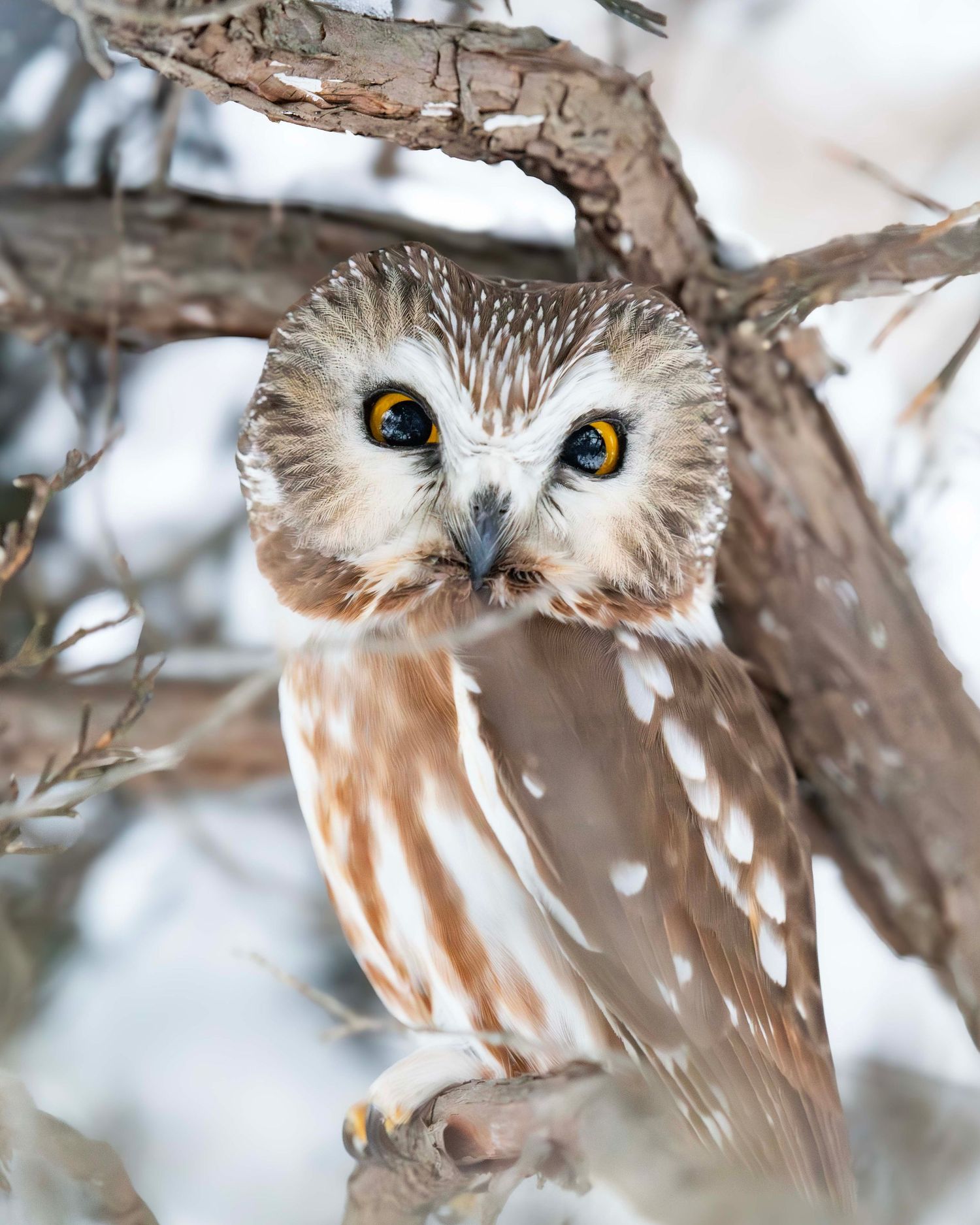 Northern saw-whet owl peering through snowy branches with intense yellow eyes.