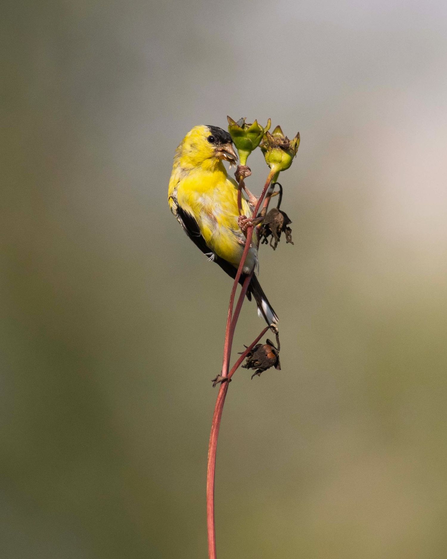 Goldfinch perches on thin stem against soft blurred background.