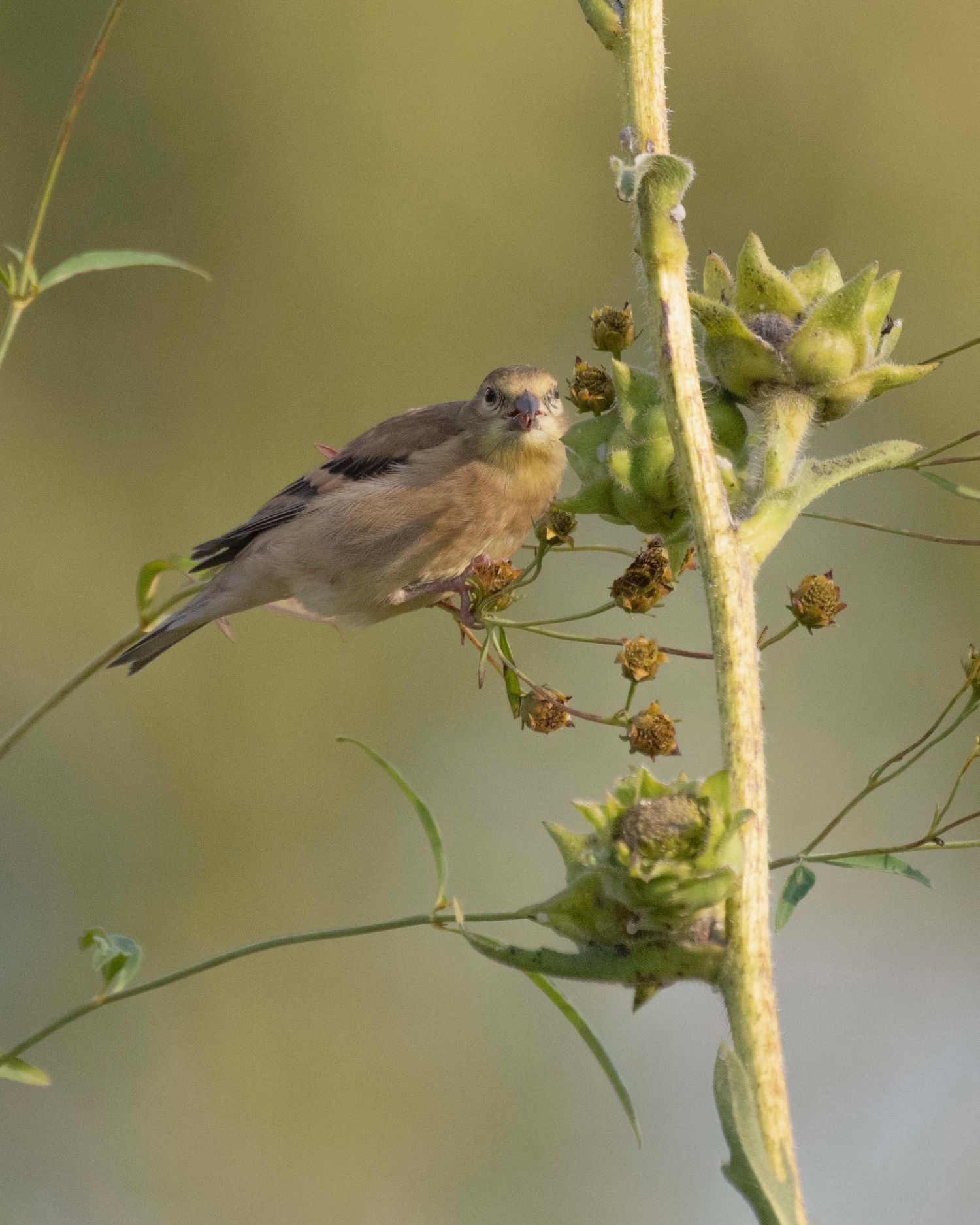 Small brown bird feeding on dried seedheads against blurred green background.