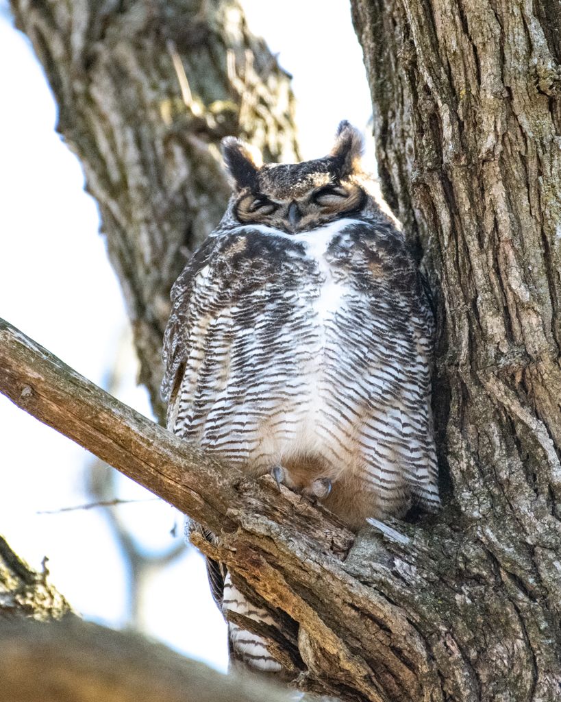 A large owl perches on a tree branch, showcasing its detailed feathers and distinctive pattern.