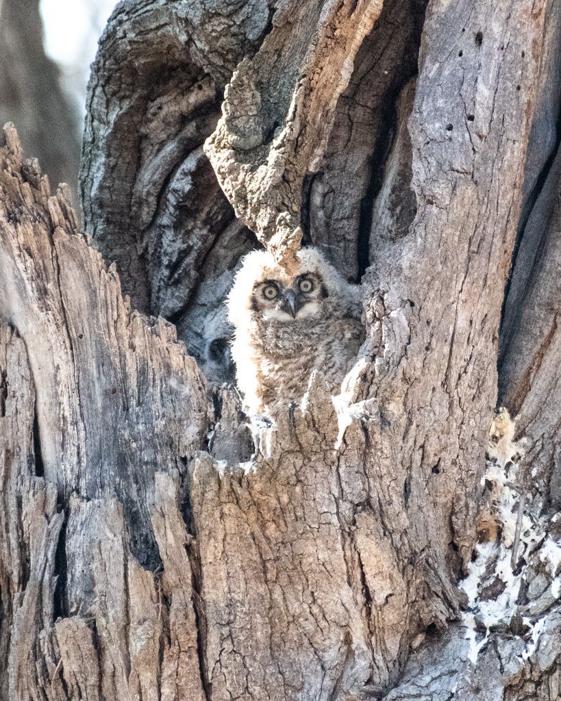 An owl peers out from inside a hollow tree trunk with bright alert eyes.