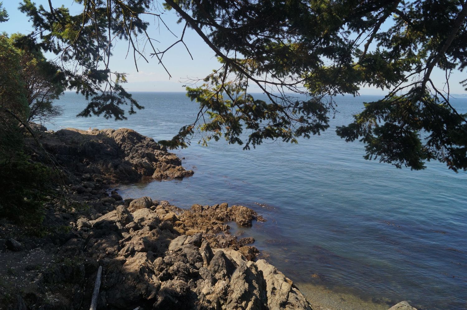 Rocky coastline with evergreen trees overlooking calm blue ocean waters.