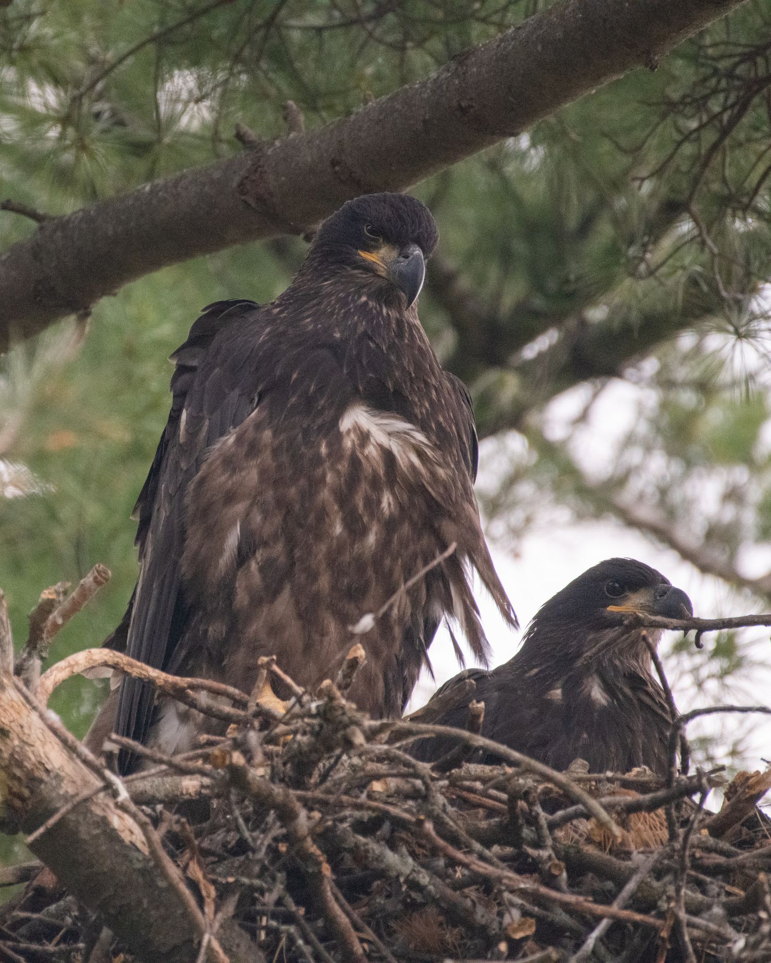 Two juvenile eagles perched in their nest made of twigs high in a pine tree.